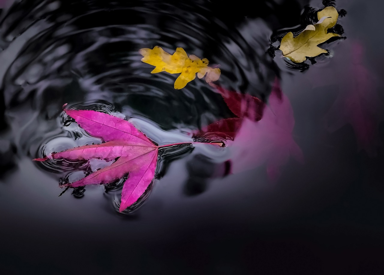 water, pond, leaves-1241161.jpg