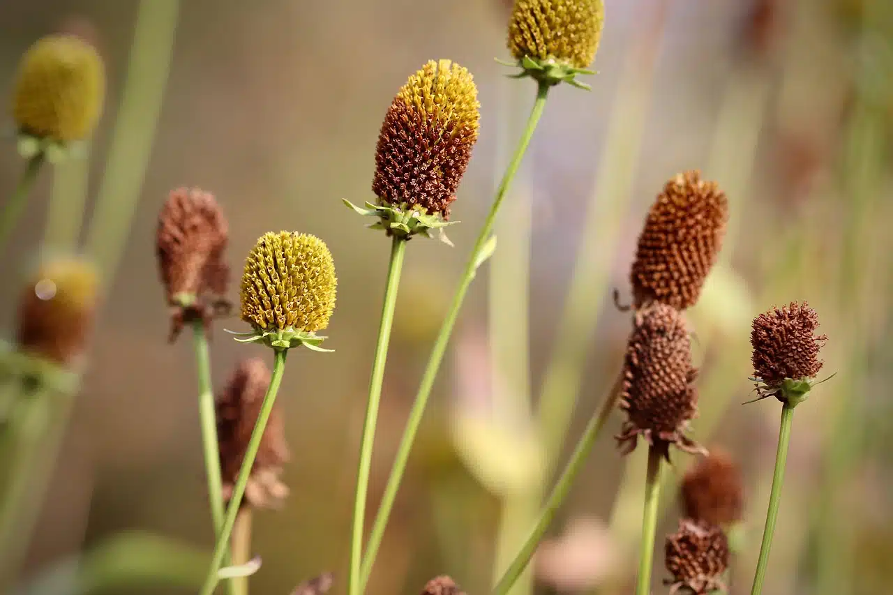 coneflower, rudbeckia, faded-5834129.jpg